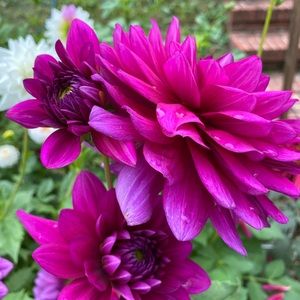 Meet your Posher, Nancy